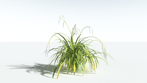 EVERYPlant Pendulous Sedge LowPoly 4 --14 Models--
