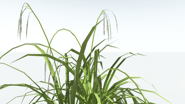 EVERYPlant Pendulous Sedge LowPoly 4 --14 Models--