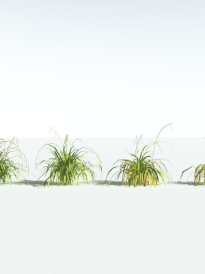 everyplant-pendulous-sedge-lowpoly-4-14-models-3d-model-ac66e5186b