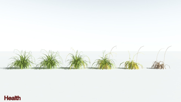 EVERYPlant Pendulous Sedge LowPoly 4 --14 Models--