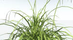 EVERYPlant Pendulous Sedge LowPoly 4 --14 Models--