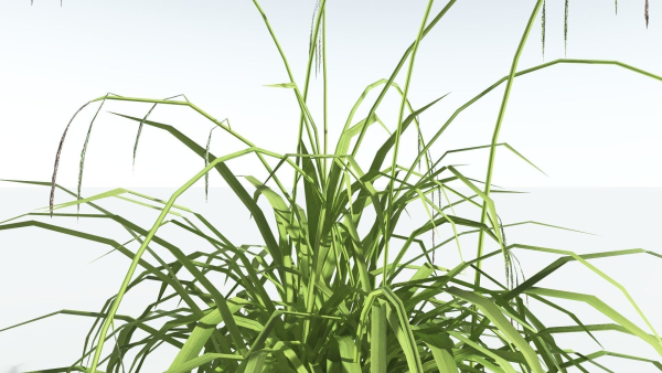 EVERYPlant Pendulous Sedge LowPoly 4 --14 Models--