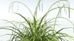 EVERYPlant Pendulous Sedge LowPoly 4 --14 Models--