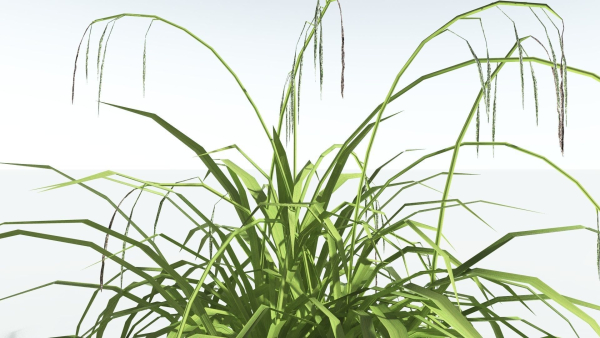 EVERYPlant Pendulous Sedge LowPoly 4 --14 Models--