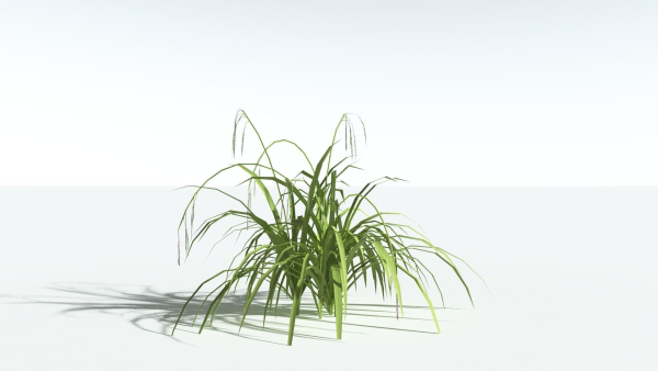 EVERYPlant Pendulous Sedge LowPoly 4 --14 Models--