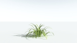EVERYPlant Pendulous Sedge LowPoly 4 --14 Models--