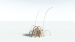 EVERYPlant Pendulous Sedge LowPoly 4 --14 Models--