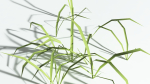 EVERYPlant Pendulous Sedge LowPoly 4 --14 Models--