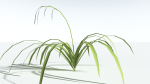 EVERYPlant Pendulous Sedge LowPoly 4 --14 Models--