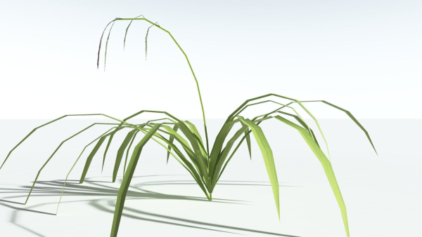 EVERYPlant Pendulous Sedge LowPoly 4 --14 Models--