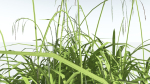 EVERYPlant Pendulous Sedge LowPoly 4 --14 Models--