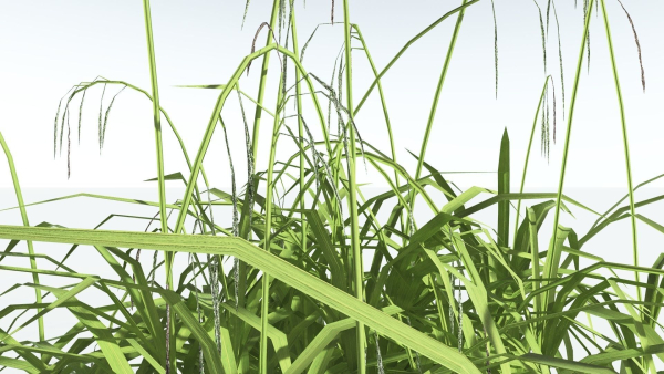 EVERYPlant Pendulous Sedge LowPoly 4 --14 Models--