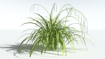 EVERYPlant Pendulous Sedge LowPoly 4 --14 Models--
