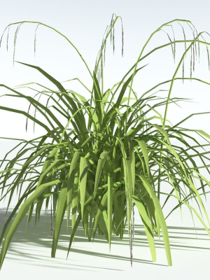 EVERYPlant Pendulous Sedge LowPoly 4 --14 Models--