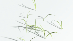 EVERYPlant Pendulous Sedge LowPoly 4 --14 Models--