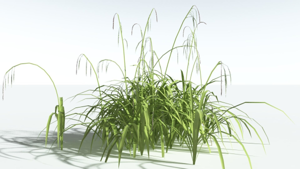 EVERYPlant Pendulous Sedge LowPoly 4 --14 Models--