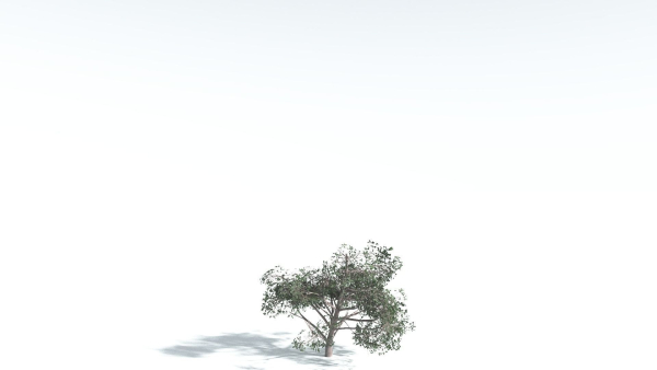 EVERYPlant Portia Tree 1 --14 Models--