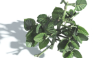 EVERYPlant Portia Tree 1 --14 Models--