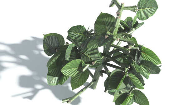 EVERYPlant Portia Tree 1 --14 Models--