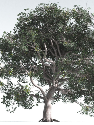 EVERYPlant Portia Tree 1 --14 Models--