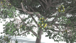 EVERYPlant Portia Tree 1 --14 Models--