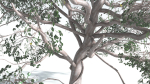 EVERYPlant Portia Tree 1 --14 Models--
