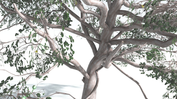 EVERYPlant Portia Tree 1 --14 Models--