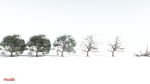 EVERYPlant Portia Tree 1 --14 Models--