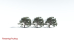EVERYPlant Portia Tree 1 --14 Models--