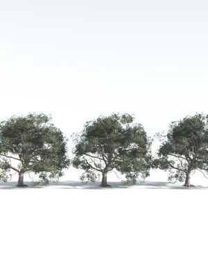 everyplant-portia-tree-1-14-models-3d-model-3a739da6e3