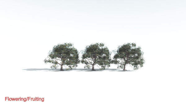 EVERYPlant Portia Tree 1 --14 Models--