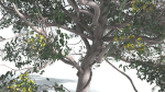 EVERYPlant Portia Tree 1 --14 Models--