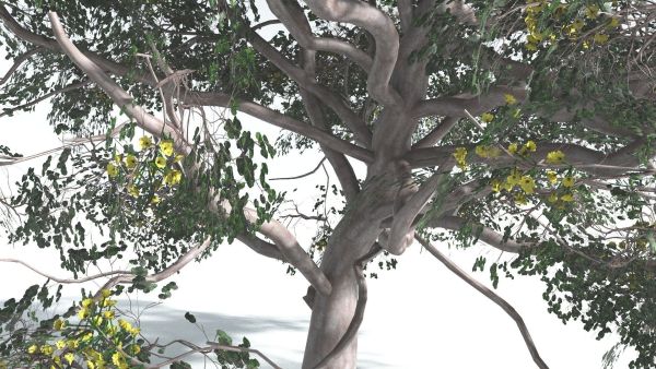 EVERYPlant Portia Tree 1 --14 Models--