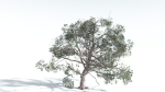 EVERYPlant Portia Tree 1 --14 Models--