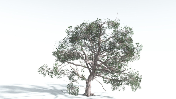 EVERYPlant Portia Tree 1 --14 Models--