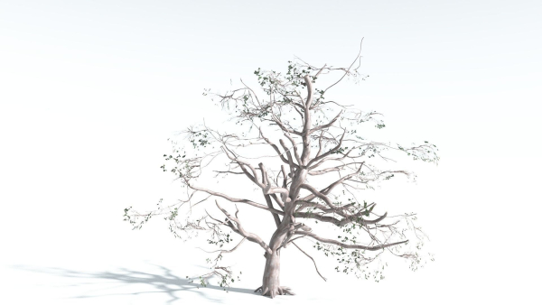 EVERYPlant Portia Tree 1 --14 Models--