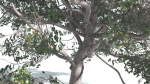 EVERYPlant Portia Tree 1 --14 Models--