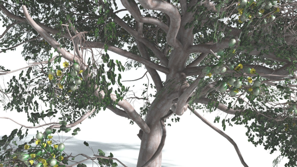 EVERYPlant Portia Tree 1 --14 Models--