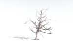 EVERYPlant Portia Tree 1 --14 Models--