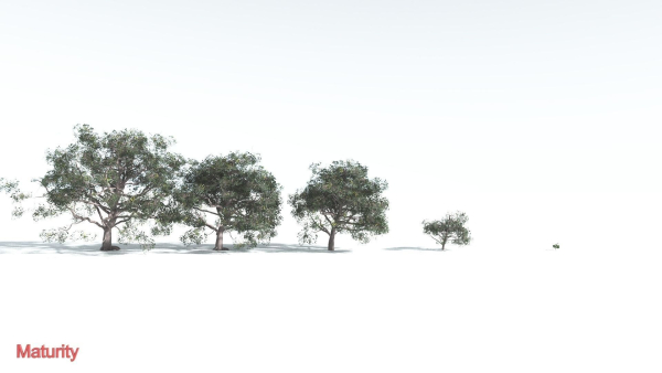 EVERYPlant Portia Tree 1 --14 Models--