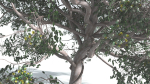 EVERYPlant Portia Tree 1 --14 Models--