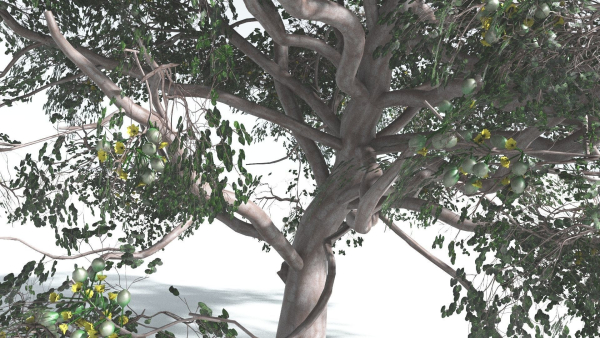 EVERYPlant Portia Tree 1 --14 Models--