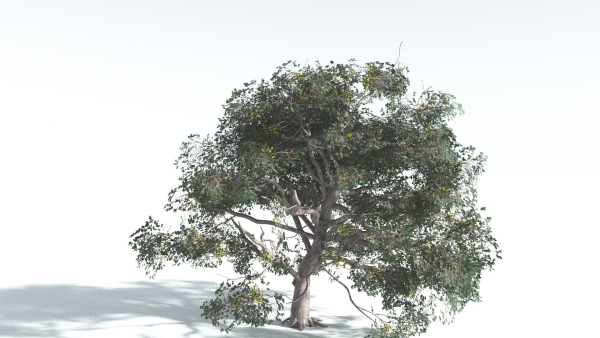 EVERYPlant Portia Tree 1 --14 Models--