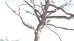 EVERYPlant Portia Tree 1 --14 Models--