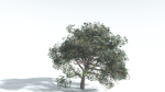 EVERYPlant Portia Tree 1 --14 Models--