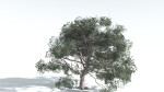 EVERYPlant Portia Tree 1 --14 Models--