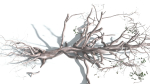 EVERYPlant Portia Tree 1 --14 Models--