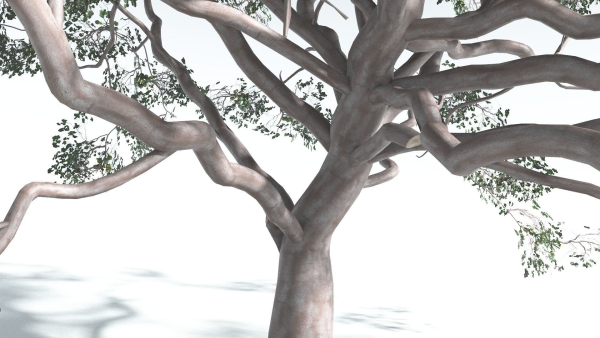 EVERYPlant Portia Tree 1 --14 Models--