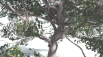 EVERYPlant Portia Tree 1 --14 Models--