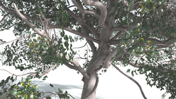 EVERYPlant Portia Tree 1 --14 Models--